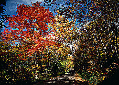 道路,树林,树,红色,黄色,叶子,秋天