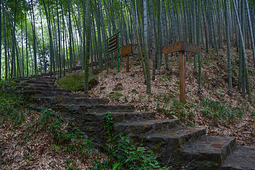 江苏,宜兴,竹海,风景区,夏日,迷人,风光