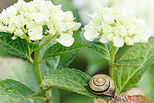 蜗牛,八仙花属,花