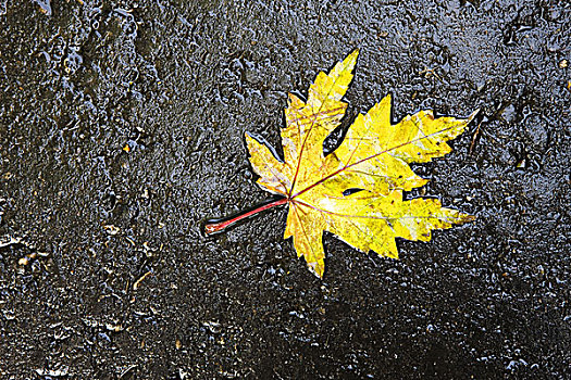 秋叶,沥青,湿