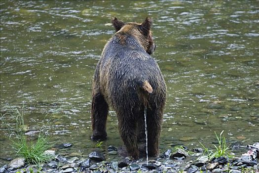 大灰熊,棕熊,小便,河边,溪流,国家公园,阿拉斯加