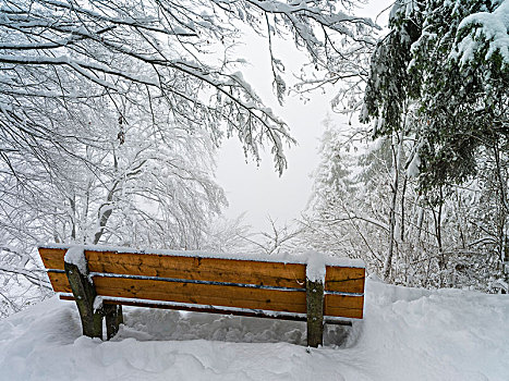 积雪,长椅,模糊,树林