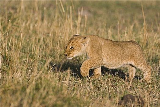 非洲狮,狮子,年轻,幼兽,8周,走,草,脆弱,马赛马拉国家保护区,肯尼亚