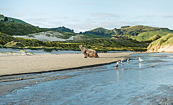新西兰海狮,成年,雄性,海滩,湾,奥塔哥,半岛,南部地区,新西兰,大洋洲