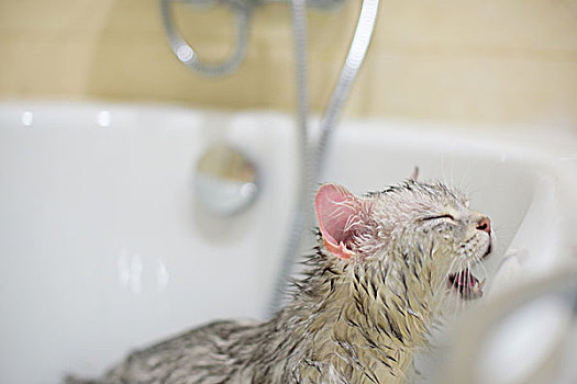 猫洗澡