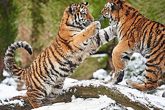 特写,两个,年轻,西伯利亚虎,东北虎,玩,雪中,冬天