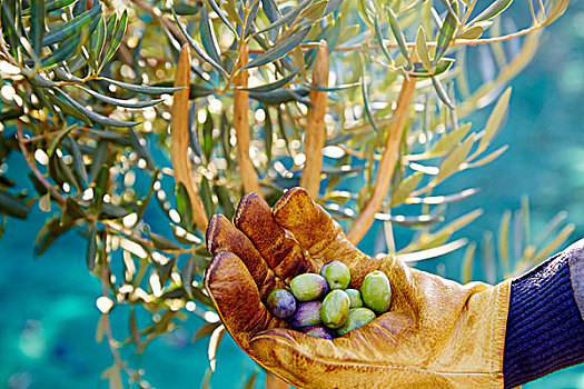 橄榄,丰收,挑选,手套,地中海