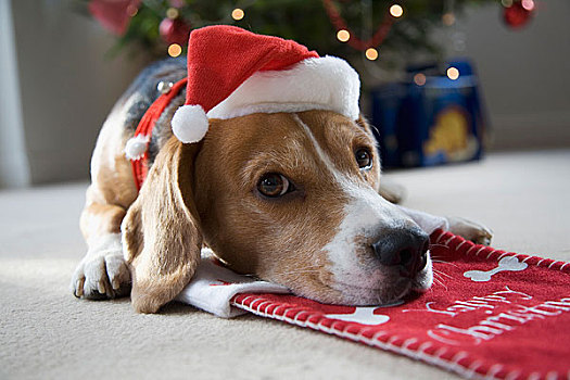 小猎犬,躺着,圣诞袜,穿,圣诞帽