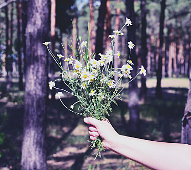 花束,花,白色,雏菊,女性,手