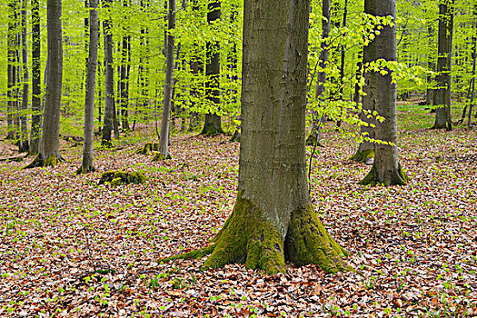山毛榉树,树林,黑森州,德国