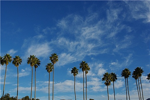 棕榈树,高,漂亮,天空,圣芭芭拉,加利福尼亚