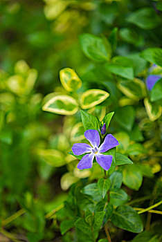 小蔓长春花