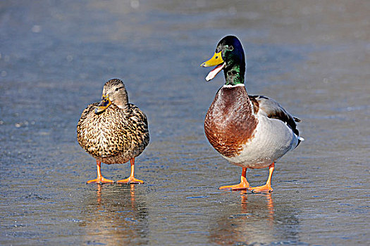 野鸭,绿头鸭,雄性,雌性,站立,冰冻,湖,鸟嘴,叫,图林根州,德国,欧洲