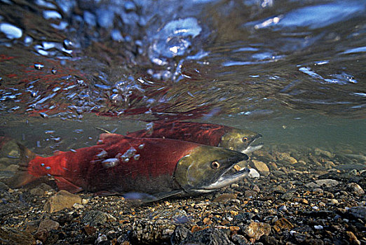 红大马哈鱼,红鲑鱼,产卵,跑,亚当斯河,不列颠哥伦比亚省,加拿大