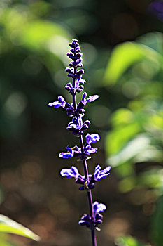 紫花鼠尾草,鼠尾草