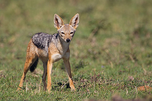 黑背狐狼,黑背豺,塞伦盖蒂,裂谷省,肯尼亚,非洲