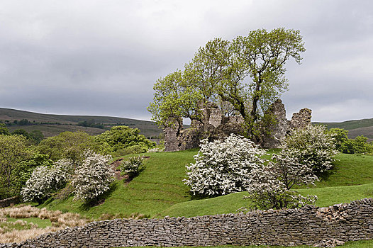 遗址,12世纪,14世纪,衣橱,角塔,普通山楂,花,城堡,坎布里亚,英格兰,英国,欧洲