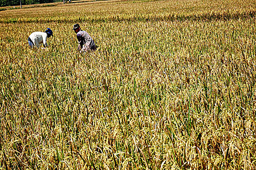 农民,收获,稻米,日惹,全球,食物,危机,价格,市场,增加,印度尼西亚,五月,2008年