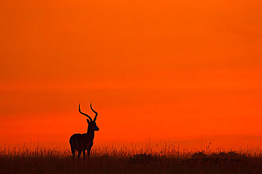 黑斑羚,剪影,日出,马赛马拉国家保护区,肯尼亚,非洲