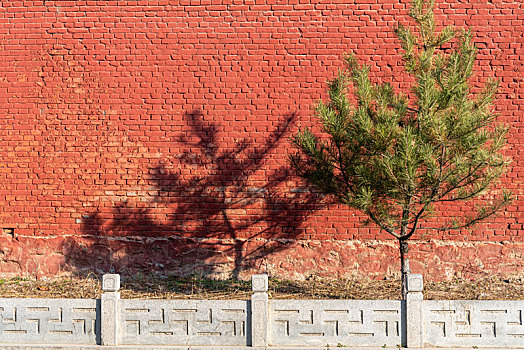 红色的墙和一棵树
