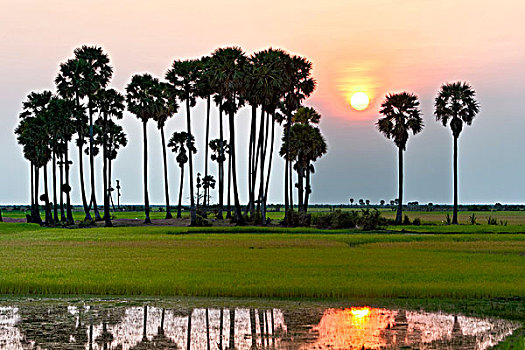 日落,稻田,棕榈树,柬埔寨,东南亚,亚洲