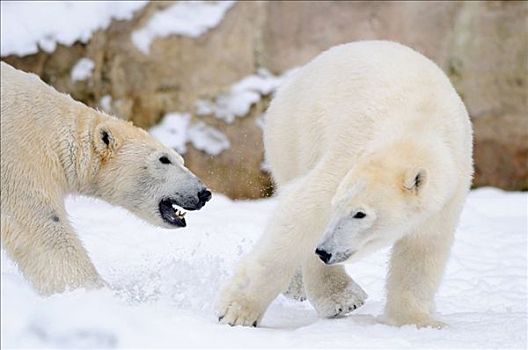 北极熊,争斗,雪中