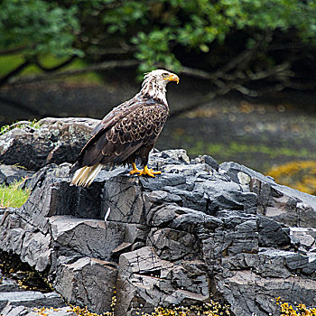 鹰,栖息,岩石上,地区性,地区,岛屿,不列颠哥伦比亚省,加拿大