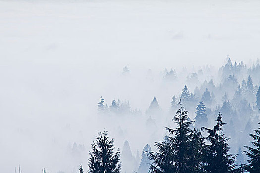 树,雾,风景,高原,加拿大