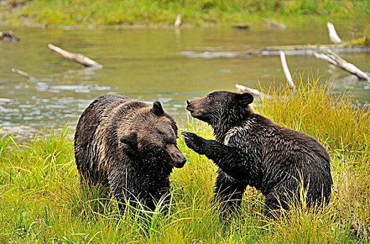 野生,成年,母兽,大灰熊,棕熊,玩耍,强势,幼小,幼兽,荒野,通加斯国家森林,西南,阿拉斯加