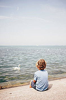 后视图,男孩,坐,看,天鹅,水上,布雷根茨,奥地利