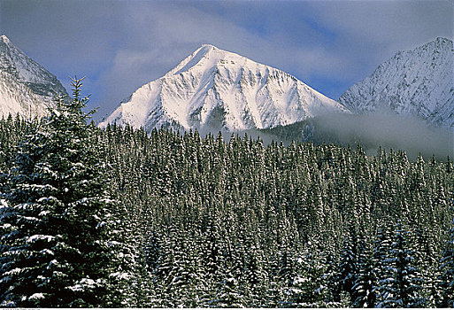 雪,树,山峦,库特尼国家公园,不列颠哥伦比亚省,加拿大
