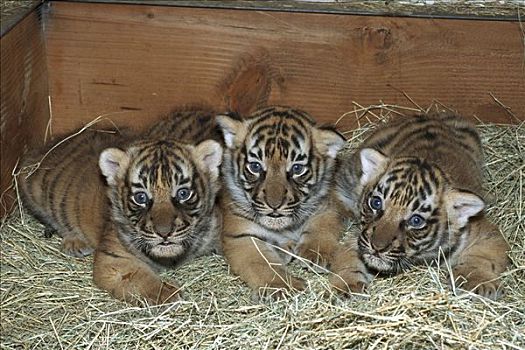 印度支那老虎,三个,幼兽,睡觉,盒子,印度支那