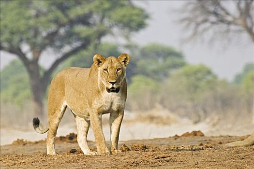 雌狮,狮子,萨维提,博茨瓦纳,非洲