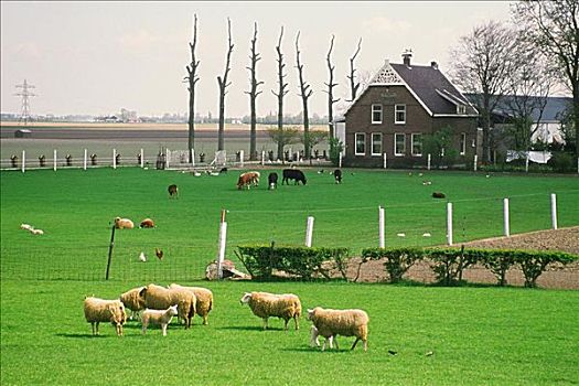 羊群,农场,阿姆斯特丹,荷兰