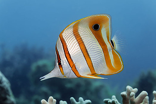 蝴蝶鱼,大堡礁,太平洋,澳大利亚,大洋洲