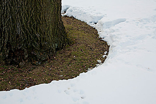 雪,树