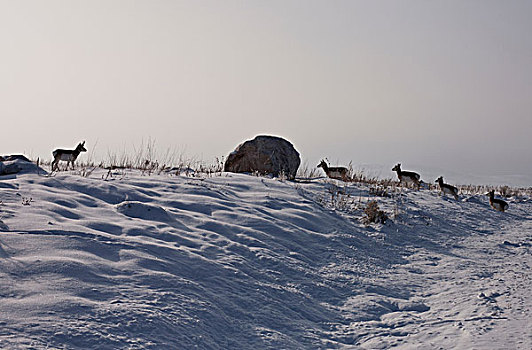 羚羊,放牧,雪,山坡