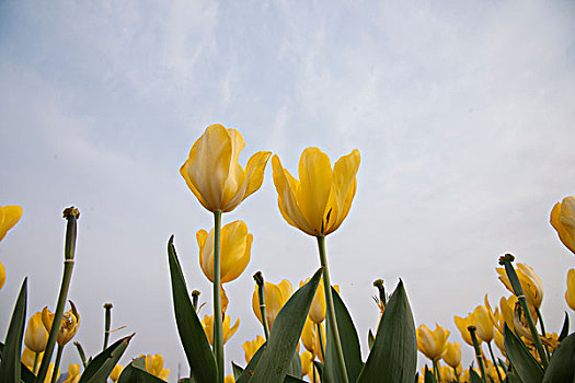 郁金香花园