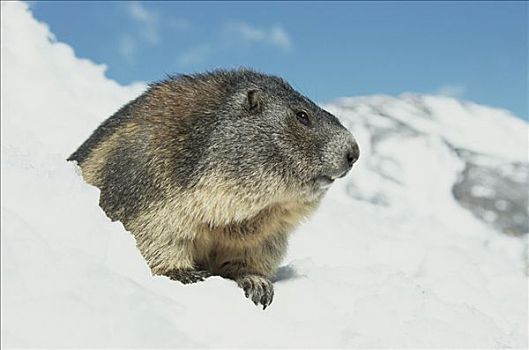 阿尔卑斯山土拨鼠,旱獭,雪中,奥地利