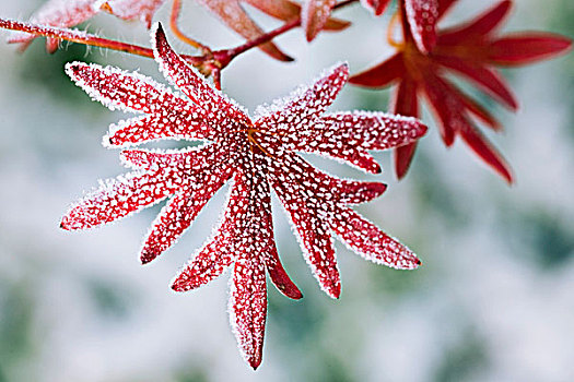 冬天,红色,叶子,天竺葵,老鹳草属,白霜