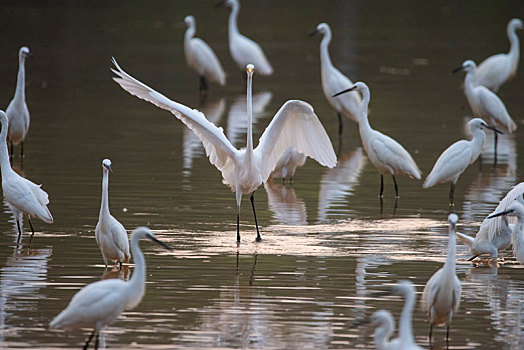 广西梧州,黄嘴白鹭现身湿地公园