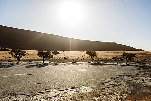刺槐,树,死亡谷,索苏维来地区,纳米比亚,非洲