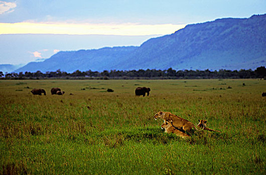 肯尼亚,马赛马拉,大象,背景