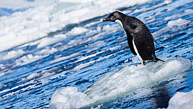 南极,阿德利企鹅,块,海冰