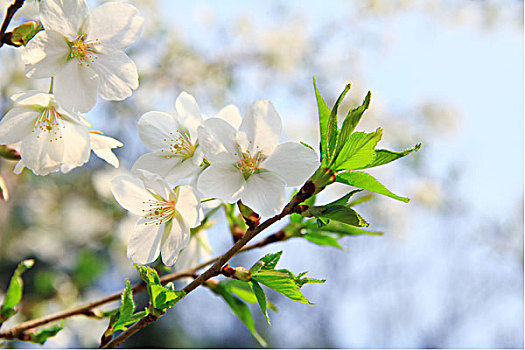春天盛开的白色梨花