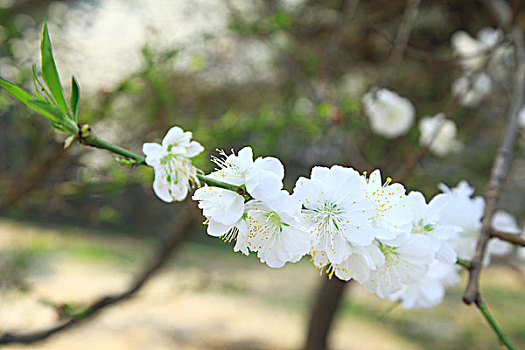 春天盛开的白色梨花