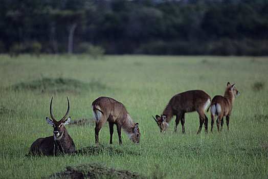肯尼亚,马赛马拉,水羚