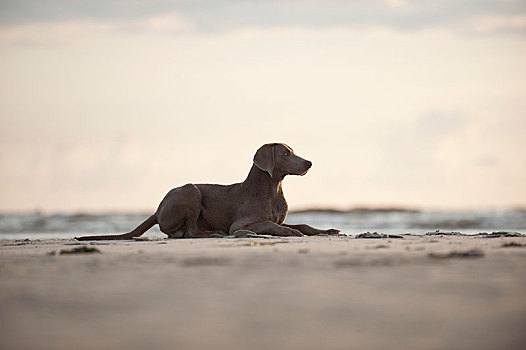 魏玛犬,躺着,海滩,石荷州,德国,欧洲