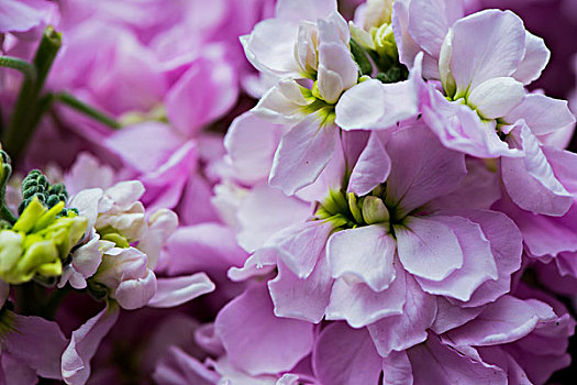 云南鲜花特写