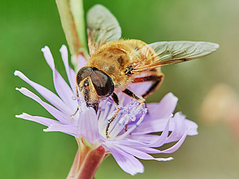 蜜蜂,地点,花